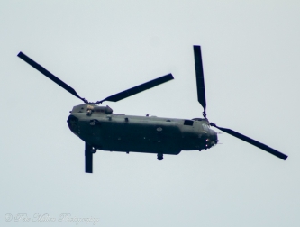 Chinook