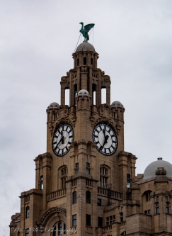 Liver Building
