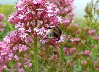 Flower and the Bee